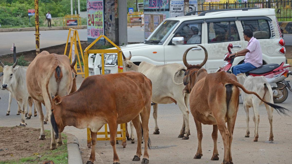 தமிழ்நாட்டில் வீதிகளில் சுற்றித் திரியும் மாடுகளால் விபத்துக்கள் அதிகமாகிறது….