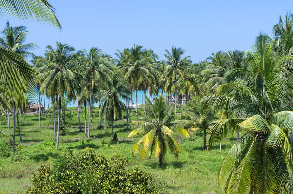 தென்னந்தோப்பு உரிமையாளர்களுக்கு உர மானியம்