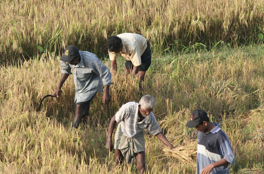 சிறுபோகத்திற்கான நட்டஈடு கொடுப்பனவுகள் 90 வீதம் பூர்த்தி