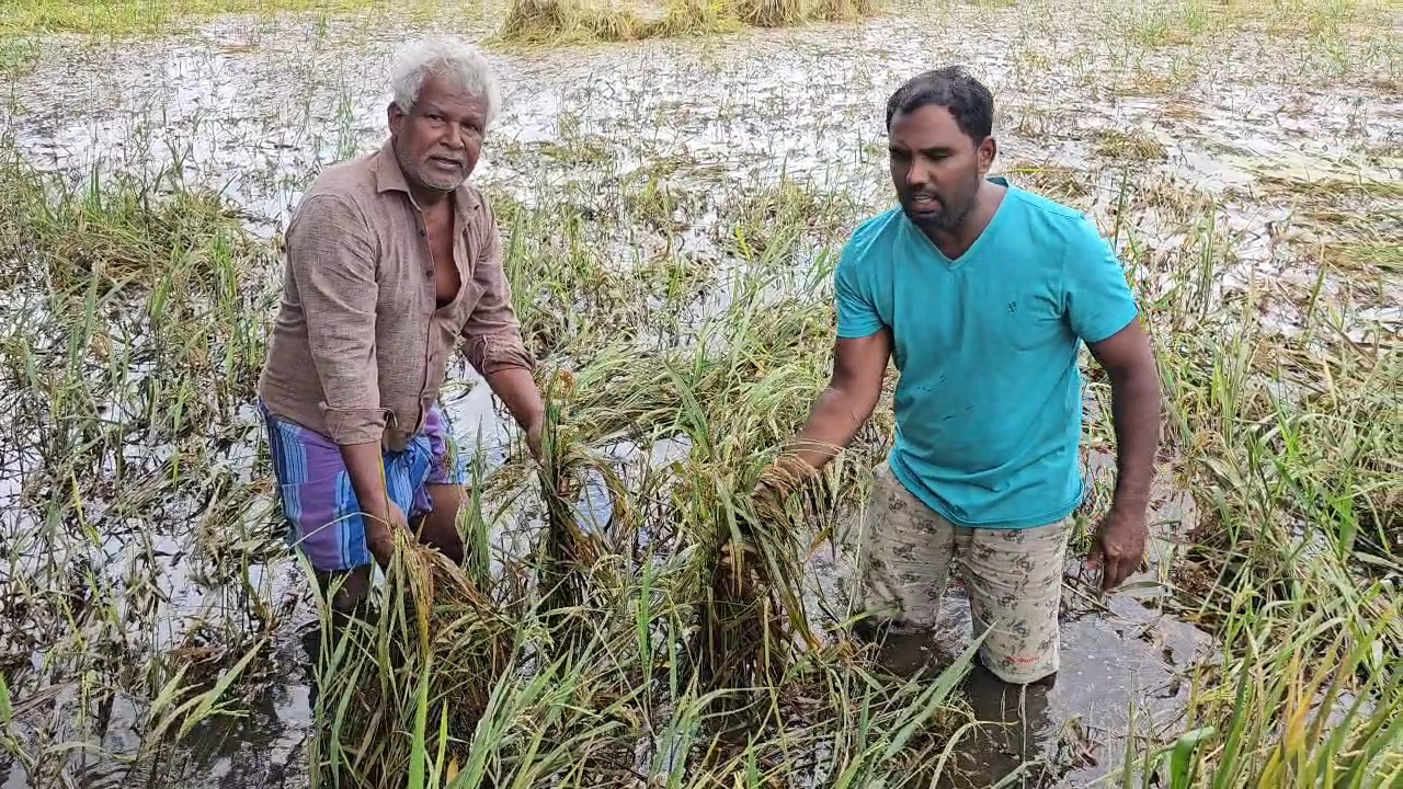 வேளாண்மையை அறுவடை செய்ய முடியாத நிலையில் விவசாயிகள்