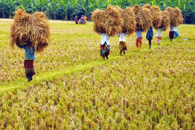 சிறுபோக நெற் செய்கை விவசாயிகளுக்கு உர நிதி மானியம்