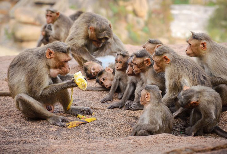 விலங்குகளை 5 நிமிடங்களில் கணக்கெடுக்க வேண்டும் – நாமல் கருணாரத்னவின் கருத்தை விமர்சித்த சமார சம்பத்