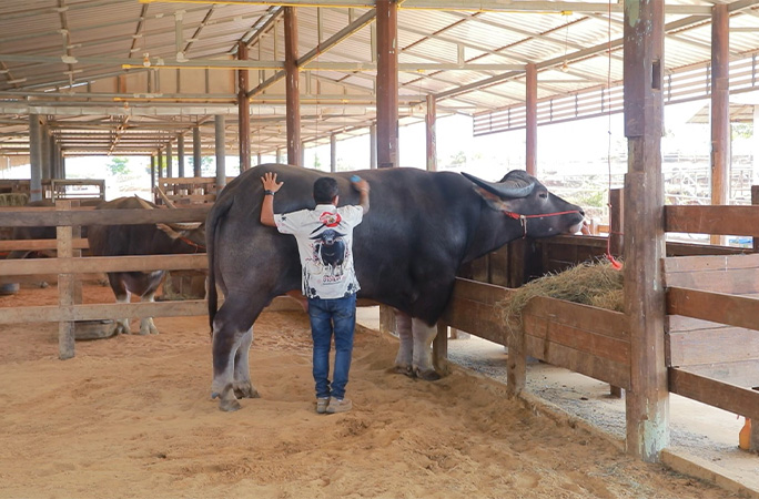 ஒரு நாளைக்கு 35 கிலோ உணவு…உயரத்தில் கின்னஸ் சாதனை படைத்த நீர் எருமை