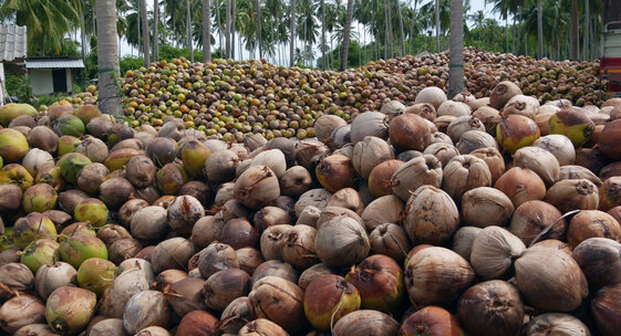 தேங்காய் அறுவடை அதிகரிக்கும் என எதிர்பார்ப்பு தேங்காய் அறுவடை அதிகரிக்கும் என எதிர்பார்ப்பு