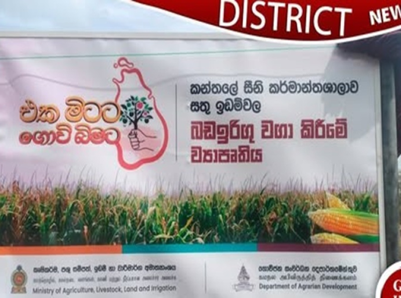 கந்தளாயில் செய்கை பண்ணப்படாத இடங்களில் பயிரிடுவதற்கான தேசிய திட்டம் கந்தளாயில் செய்கை பண்ணப்படாத இடங்களில் பயிரிடுவதற்கான தேசிய திட்டம்