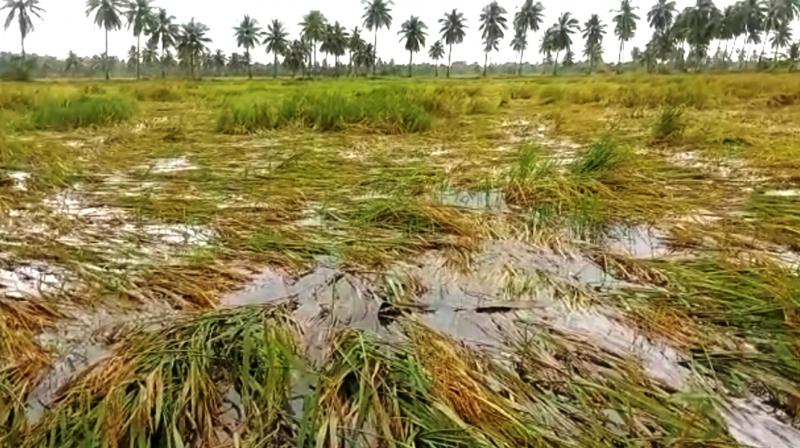 பயிர்ச்சேதம் தொடர்பில் மதிப்பிடுவதற்கு குழு நியமனம் பயிர்ச்சேதம் தொடர்பில் மதிப்பிடுவதற்கு குழு நியமனம்