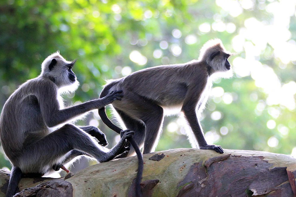 தேசிய விலங்கு கணக்கெடுப்பு அறிக்கை வெளியிடப்பட்டது தேசிய விலங்கு கணக்கெடுப்பு அறிக்கை வெளியிடப்பட்டது