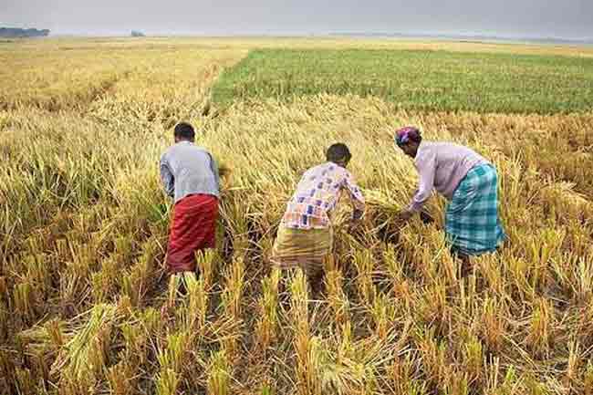 சிறுபோகத்திற்கான நெல் கொள்வனவு இன்று ஆரம்பம் 