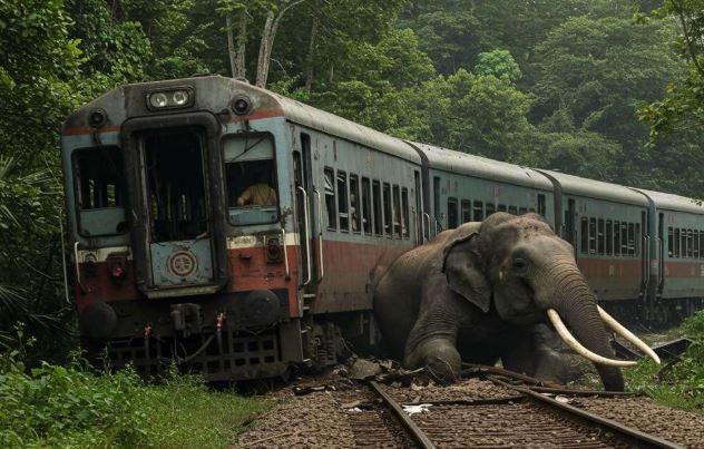 மட்டக்களப்பு நோக்கிச் சென்ற ரயிலில் மோதி காட்டு யானை உயிரிழப்பு மட்டக்களப்பு நோக்கிச் சென்ற ரயிலில் மோதி காட்டு யானை உயிரிழப்பு