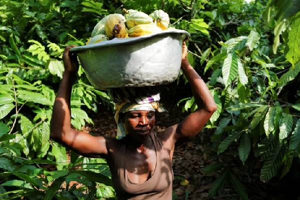 காலநிலை நெருக்கடியால் உலகம் முழுவதும் உணவுப் பொருட்களின் விலை உயர்வு – விஞ்ஞானிகள் தகவல் காலநிலை நெருக்கடியால் உலகம் முழுவதும் உணவுப் பொருட்களின் விலை உயர்வு – விஞ்ஞானிகள் தகவல்