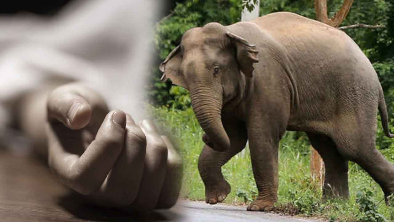 யானை தாக்குதலுக்கு இலக்கான நபர் ஒருவர் பலி யானை தாக்குதலுக்கு இலக்கான நபர் ஒருவர் பலி