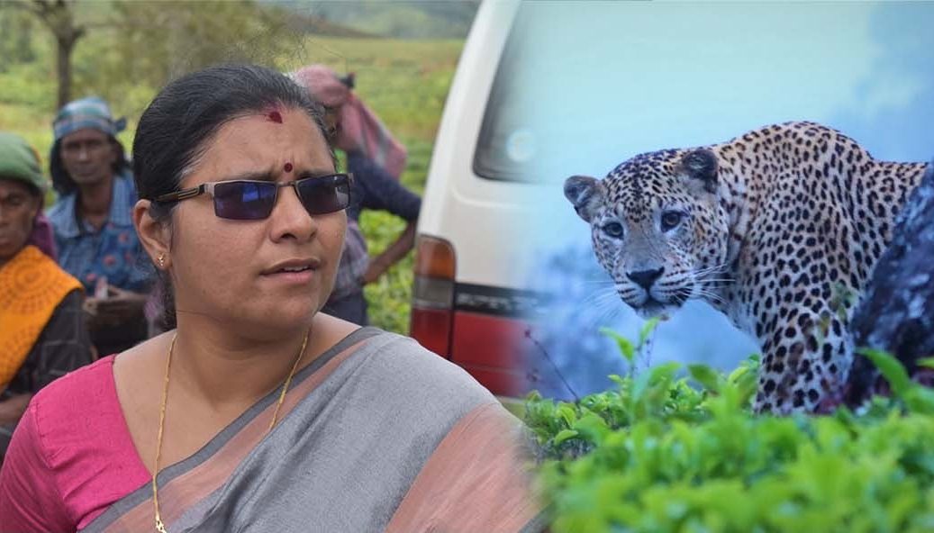 மக்கள் அதிகம் செறிந்து வாழும் பகுதிகளில் சிறுத்தைபுலிகளின் நடமாட்டம் – நடவடிக்கை எடுக்குமாறு கோரும் அனுஷா