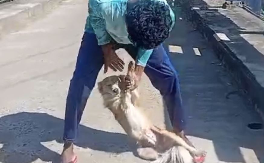 வளர்ப்பு நாய் மீது கொடூர தாக்குதல் – சிறுவன் கைது வளர்ப்பு நாய் மீது கொடூர தாக்குதல் – சிறுவன் கைது