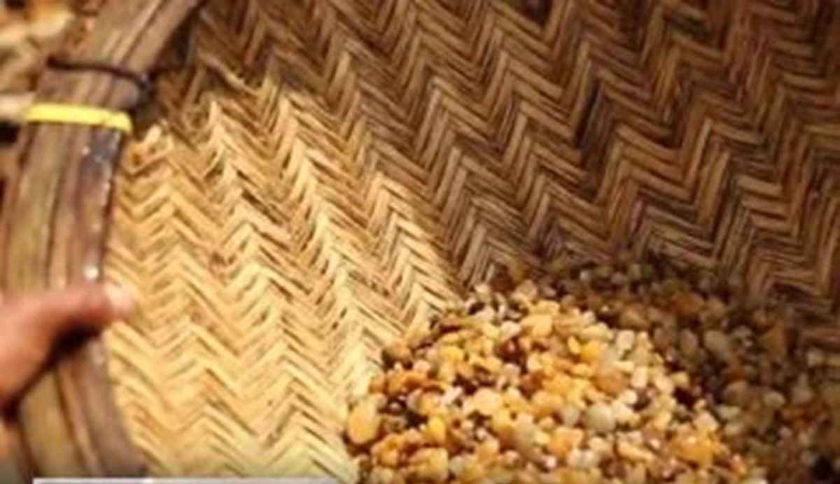 சட்டவிரோத மாணிக்கக்கல் அகழ்வு – பிரதான சந்தேகநபர் கைது சட்டவிரோத மாணிக்கக்கல் அகழ்வு – பிரதான சந்தேகநபர் கைது