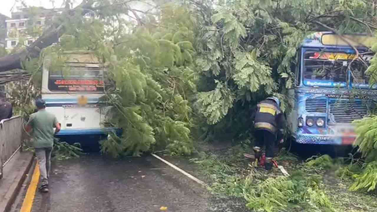 கொழும்பில் பேருந்து மீது முறிந்து விழுந்த மரம்