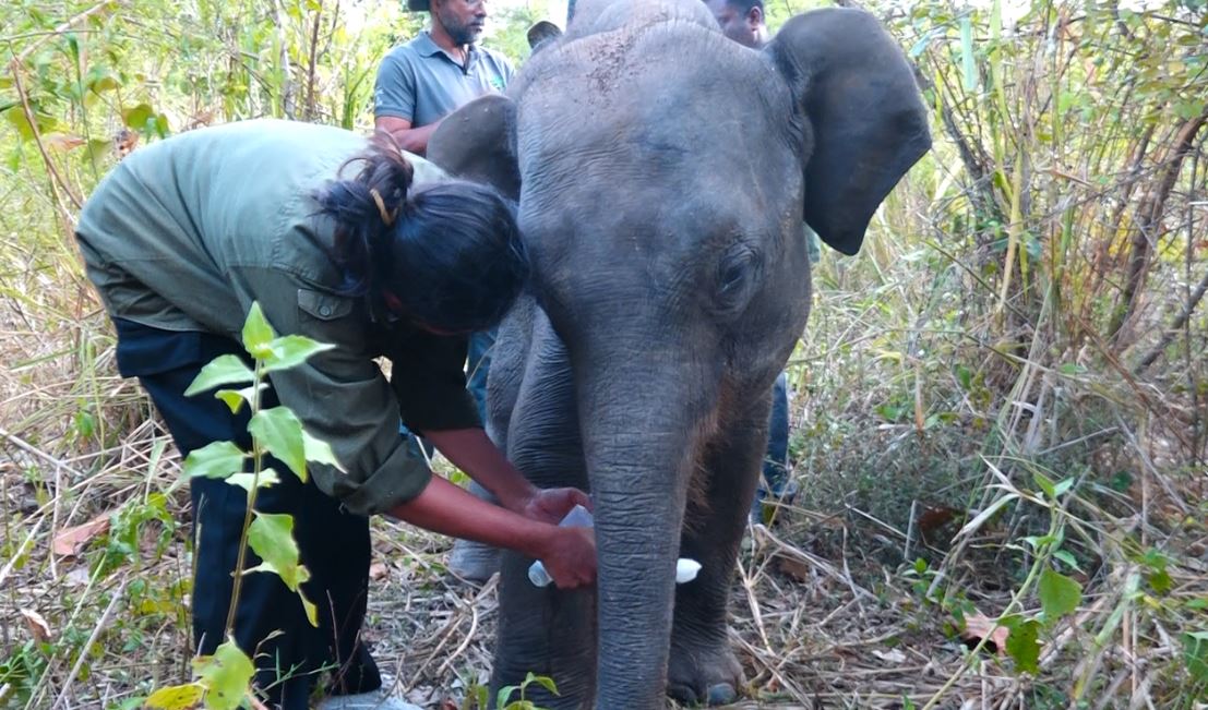 அநுராதபுரத்தில் காயத்தால் அவதிப்பட்ட யானைக்கு சிகிச்சை
