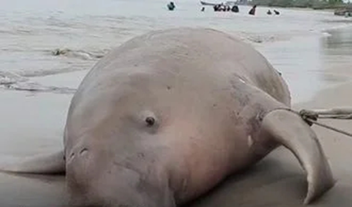 மன்னாரில் கரையொதுங்கிய Sea cow மன்னாரில் கரையொதுங்கிய Sea cow