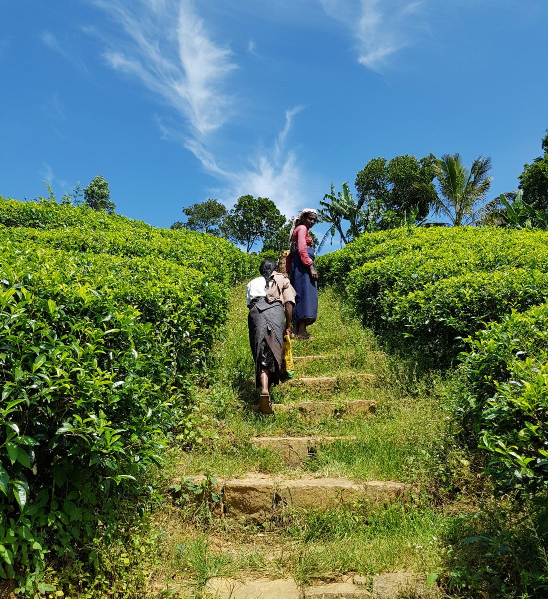 மலையக தமிழர்களின் சனத்தொகையில் வீழ்ச்சி மலையக தமிழர்களின் சனத்தொகையில் வீழ்ச்சி