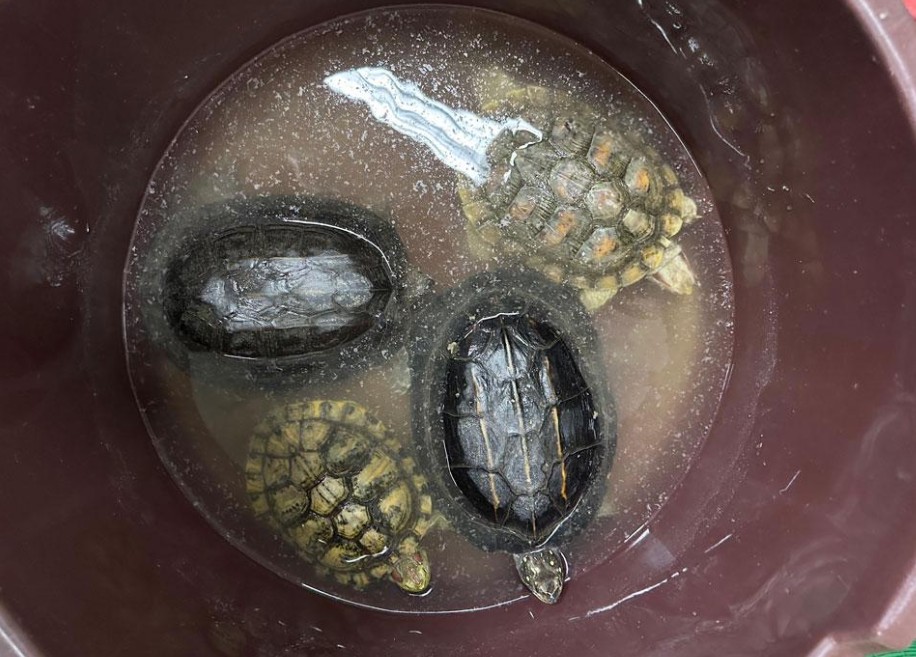 சட்டவிரோதமாக இறக்குமதி செய்யப்பட்ட ஆமைகளுடன் ஒருவர் கைது சட்டவிரோதமாக இறக்குமதி செய்யப்பட்ட ஆமைகளுடன் ஒருவர் கைது