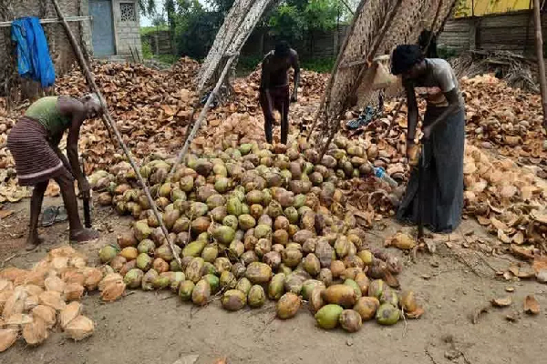 அதிகரிக்கும் தேங்காய் விலை : வெளியானது காரணம் அதிகரிக்கும் தேங்காய் விலை : வெளியானது காரணம்