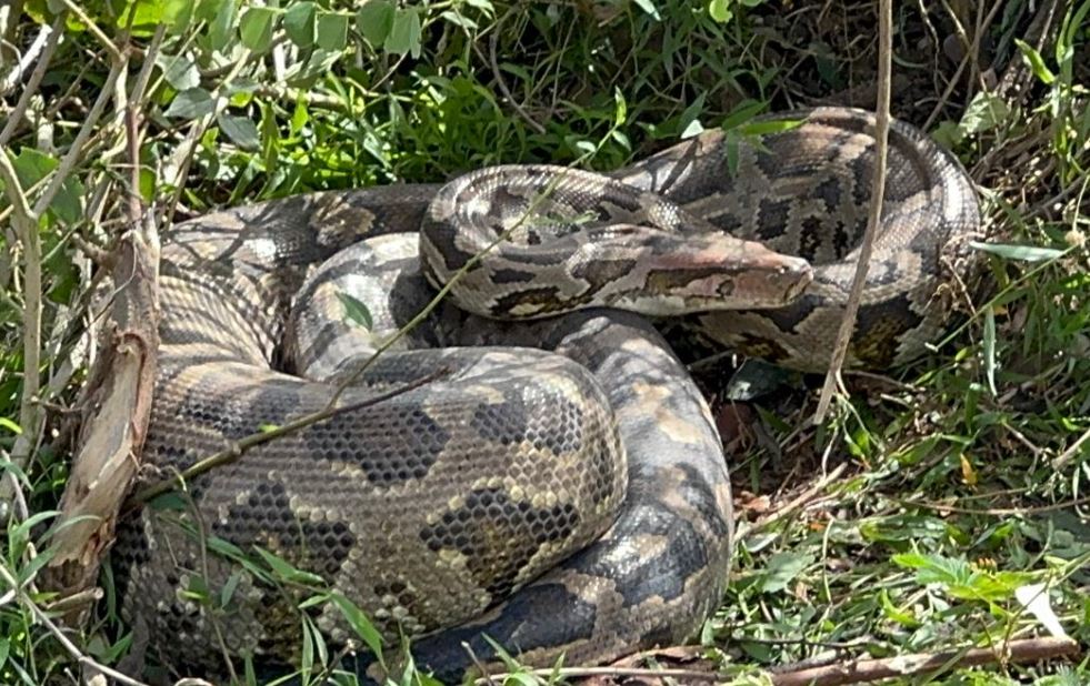 முல்லைத்தீவு பகுதியில் பிடிபட்ட இராட்சத மலைப்பாம்பு
