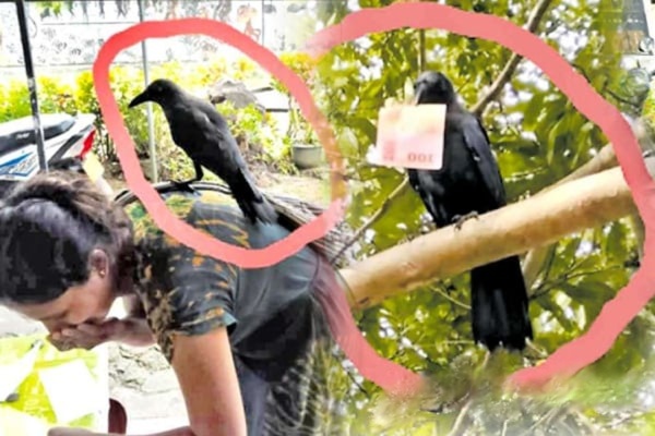 களுத்துறையில் பணத்தை திருடும் காகம் களுத்துறையில் பணத்தை திருடும் காகம்