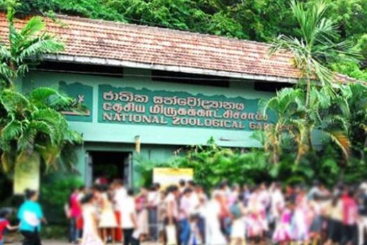 தெஹிவளை தேசிய மிருகக்காட்சிசாலையில் இருந்து 32 புறாக்கள் திருட்டு