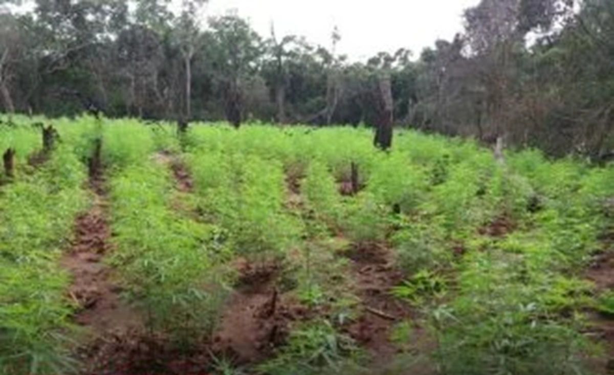 பல லட்சம் ரூபா பெறுமதியான கஞ்சா செடி தொகையுடன் ஒருவர் கைது