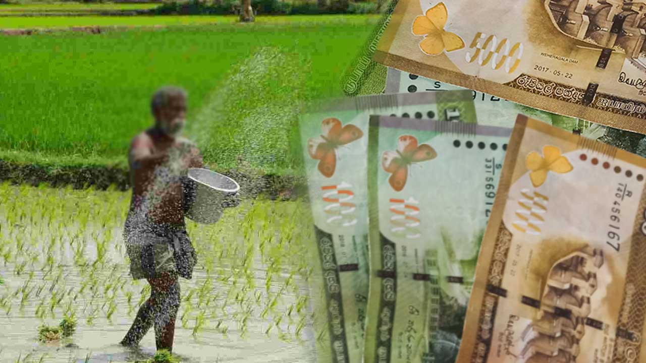 பெரும்போக உர மானியம் தொடர்பில் விசேட அறிவிப்பு பெரும்போக உர மானியம் தொடர்பில் விசேட அறிவிப்பு