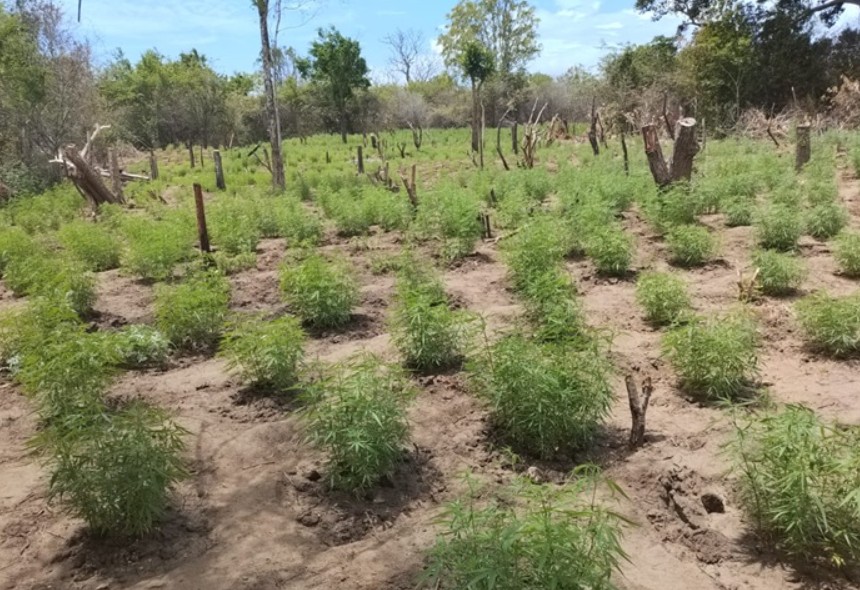 ஹல்துமுல்ல பகுதியில் கண்டுபிடிக்கப்பட்ட பாரியளவான கஞ்சா தோட்டங்கள்