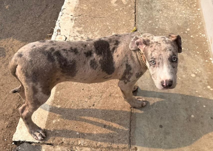 கொழும்பு துப்பாக்கி சூட்டு சம்பவம் – யாழில் கைதானவர்களிடம் மீட்கப்பட்ட இலட்ச ரூபாய் பெறுமதியான நாய் கொழும்பு துப்பாக்கி சூட்டு சம்பவம் – யாழில் கைதானவர்களிடம் மீட்கப்பட்ட இலட்ச ரூபாய் பெறுமதியான நாய்