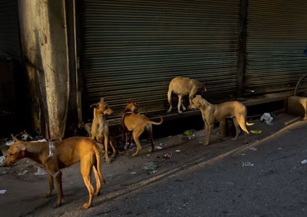 இலங்கையில் தெரு நாய்களின் எண்ணிக்கை சடுதியாக உயர்வு