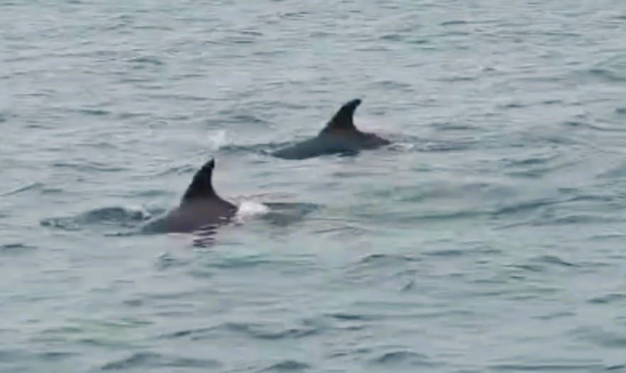 மன்னாரில் இருந்து தமிழகம் நோக்கிச் சென்ற டொல்பின்கள் கூட்டம்