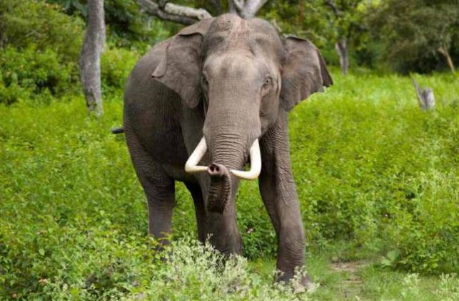 யானைகளை மீளப் பெருவது குறித்து பேசவில்லை  – அரசாங்கம் அறிவிப்பு