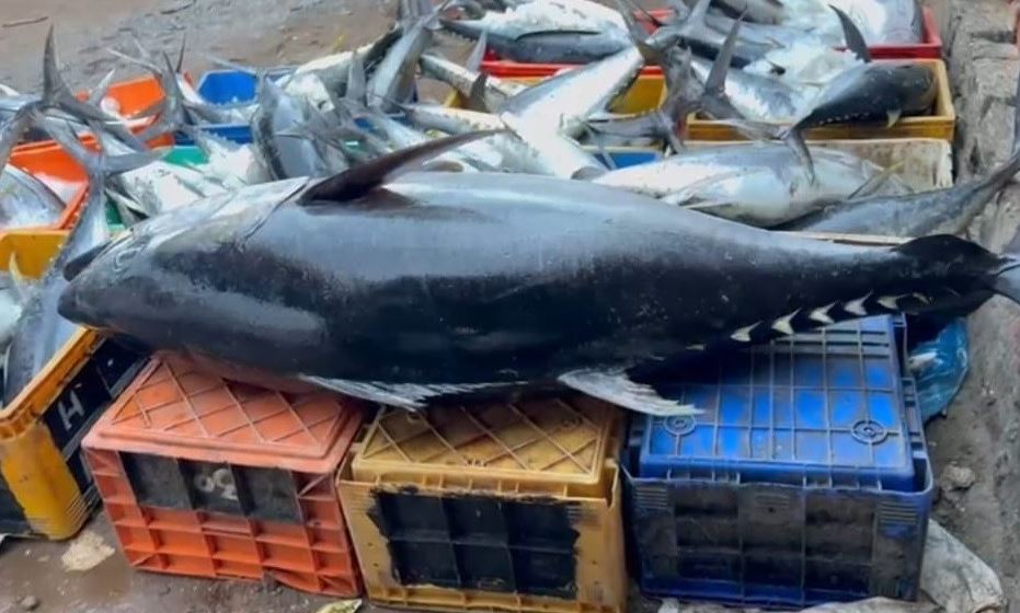 பாம்பன் நாட்டுப்படகு மீனவர் வலையில் சிக்கிய 112 கிலோ எடை கொண்ட மீன்