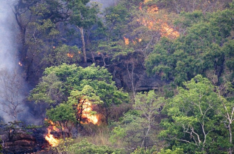 வனப் பகுதிகளுக்கு ஏற்படும் பாதிப்பு குறித்து அறிவிக்க தொலைபேசி இலக்கம் அறிமுகம்