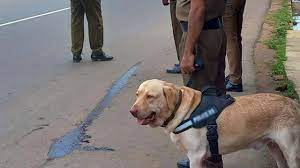 பாடசாலைகளில் பொலிஸ் நாய்களின் உதவியுடன் போதைப்பொருள் சோதனை பாடசாலைகளில் பொலிஸ் நாய்களின் உதவியுடன் போதைப்பொருள் சோதனை