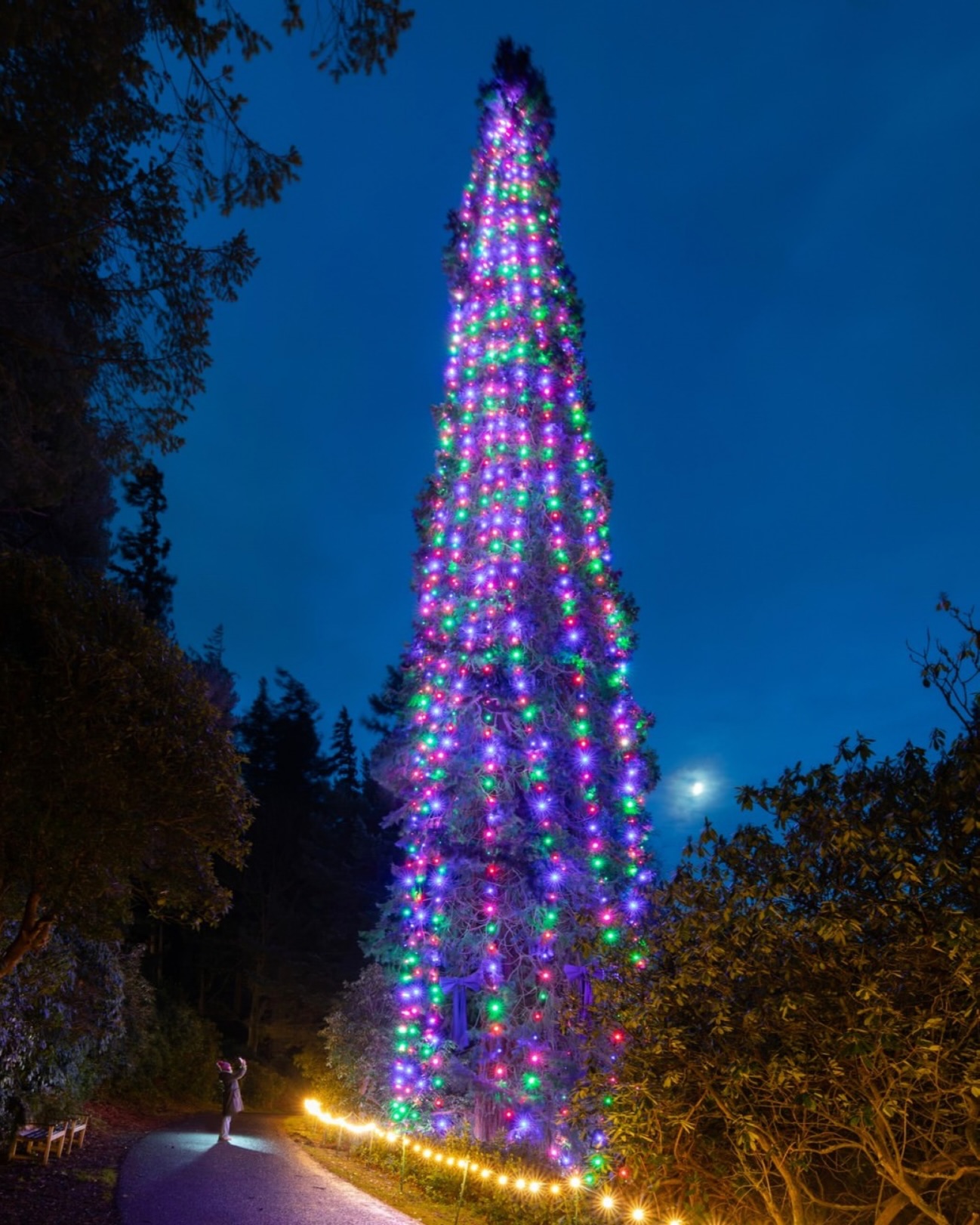 கின்னஸ் சாதனை படைத்துள்ள 150 வயது கிறிஸ்துமஸ் மரம்