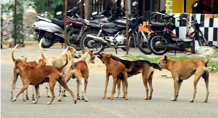 தெருநாய்களை கணக்கெடுக்கும் பணிக்கு ஆசிரியர்களை பயன்படுத்த டெல்லி அரசு உத்தரவு தெருநாய்களை கணக்கெடுக்கும் பணிக்கு ஆசிரியர்களை பயன்படுத்த டெல்லி அரசு உத்தரவு