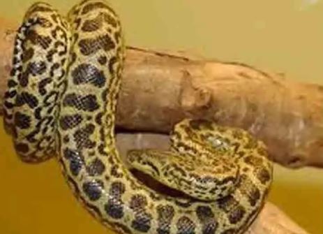 தெஹிவளையில் மஞ்சள் அனகொண்டா குட்டியை காணவில்லை! தெஹிவளையில் மஞ்சள் அனகொண்டா குட்டியை காணவில்லை!