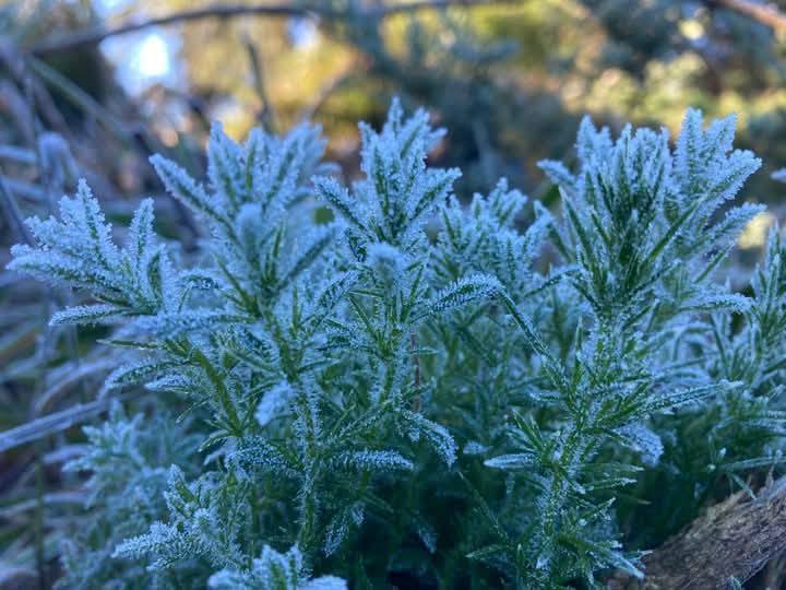 நுவரெலியாவில் உறைபனி பொழிவு