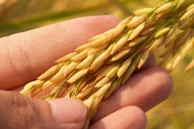 நெல் விலையை அதிகரிப்பதற்கு நடவடிக்கை நெல் விலையை அதிகரிப்பதற்கு நடவடிக்கை