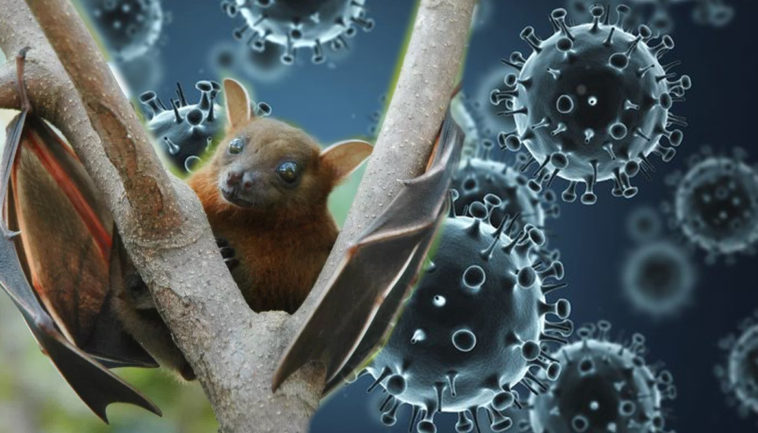 நிபா வைரஸ் குறித்து அச்சம் வேண்டாம்: அரசாங்கம் பொது மக்களுக்கு அறிவிப்பு