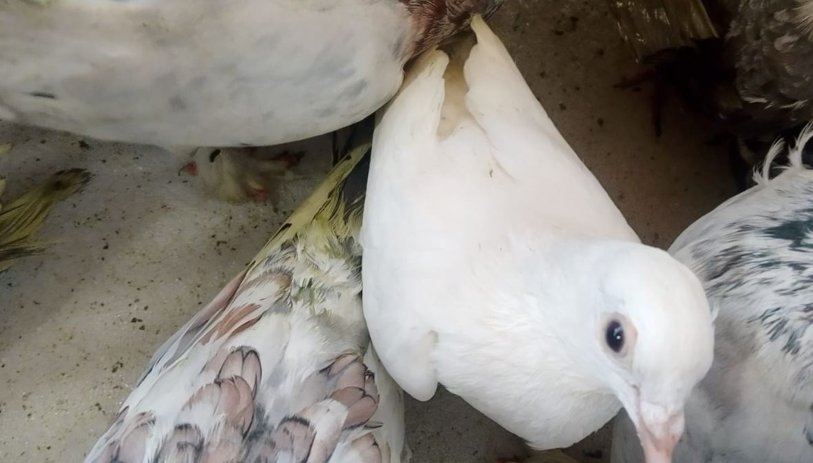 இலங்கைக்கு கடத்திவரப்பட்ட விலை உயர் புறாக்களுடன் நெடுந்தீவில் மூவர் கைது!