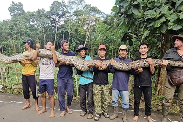 கின்னஸ் உலக சாதனை புத்தகத்தில் இடம்பிடித்த மலைப்பாம்பு