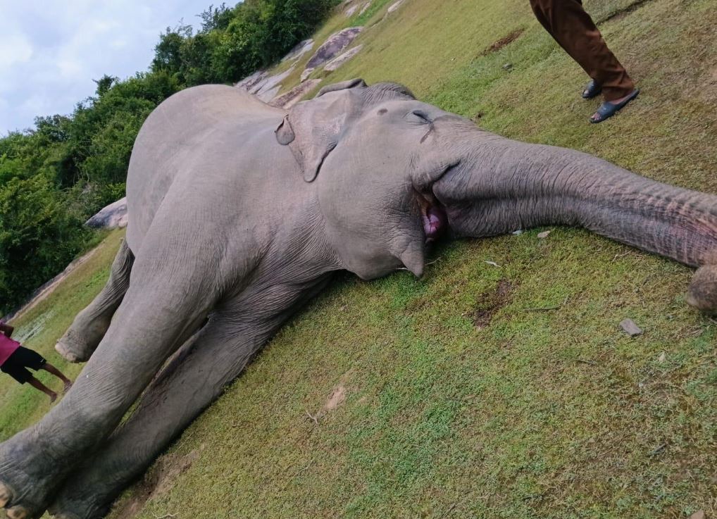 திக்கோடை பகுதியில் காட்டுயானை ஒன்று உயிரிழந்த நிலையில் மீட்பு