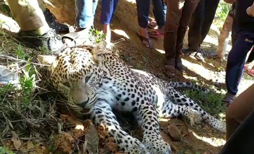 தேயிலை தோட்டத்தில் அமைக்கப்பட்ட கம்பி வலையில் சிக்கி சிறுத்தைப்புலி உயிரிழப்பு