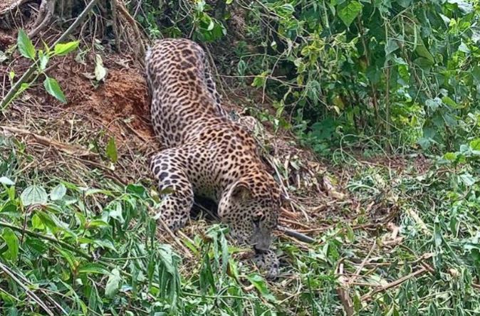 இலங்கையில் புலிகளின் உயிரிழப்பு வியத்தகு அளவில் அதிகரிப்பு இலங்கையில் புலிகளின் உயிரிழப்பு வியத்தகு அளவில் அதிகரிப்பு