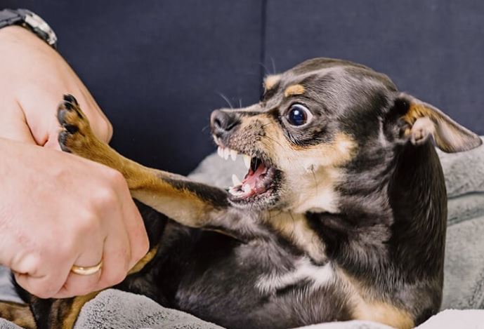 2025 ஆம் ஆண்டில் இலங்கையில் மிகக் குறைந்த ரேபிஸ் உயிரிழப்புகள் பதிவாகின