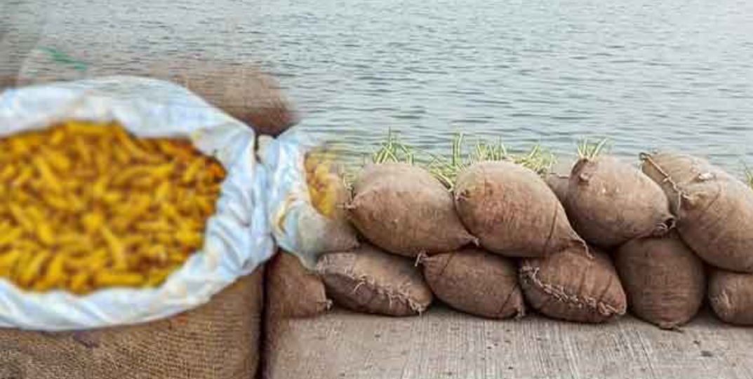 சட்டவிரோதமாக கொண்டுவரப்பட்ட 907 கிலோ கிராம் நிறையுடைய உலர்ந்த மஞ்சள் பறிமுதல்